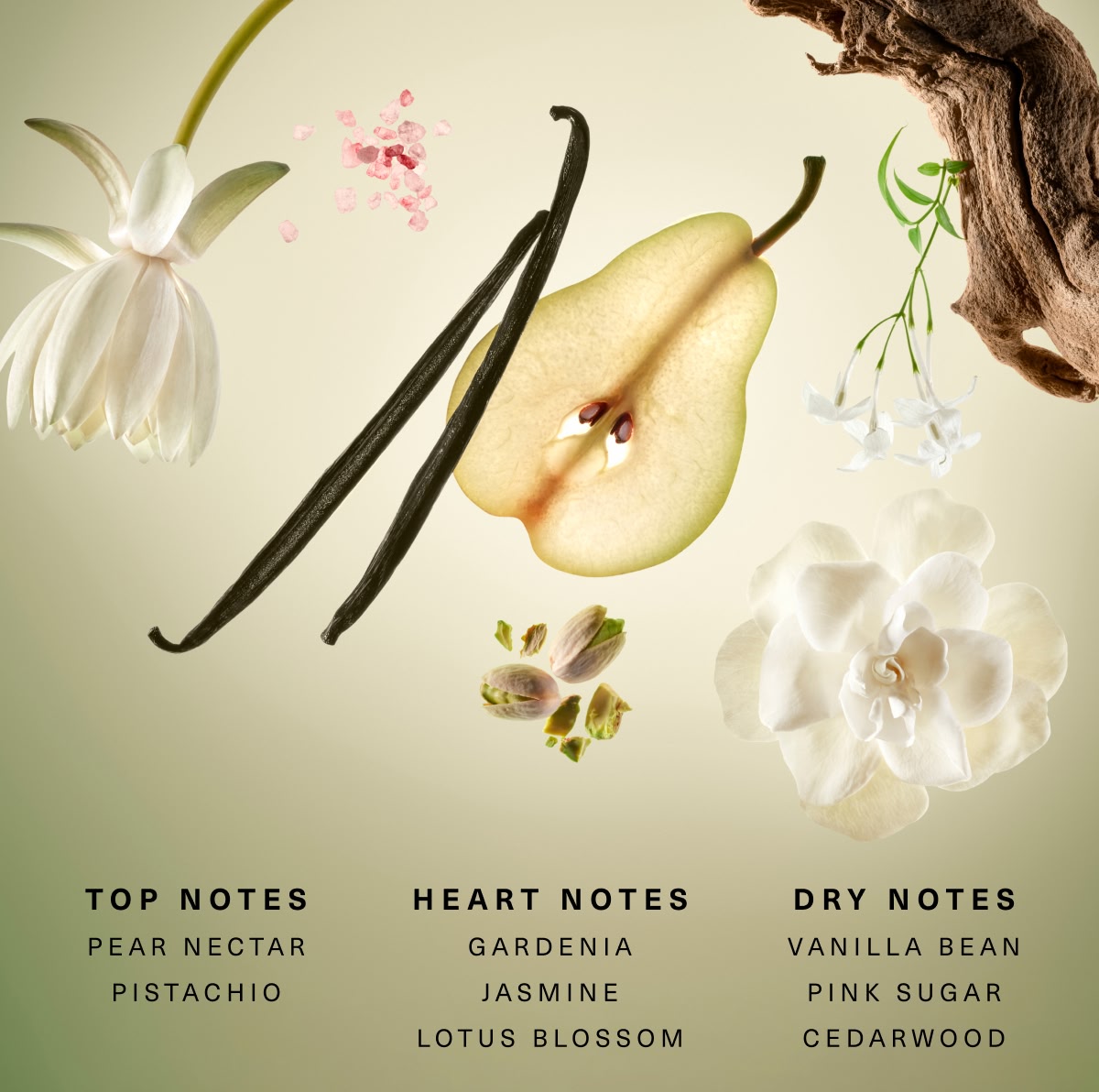 Top Notes. Heart Notes. Dry Notes.