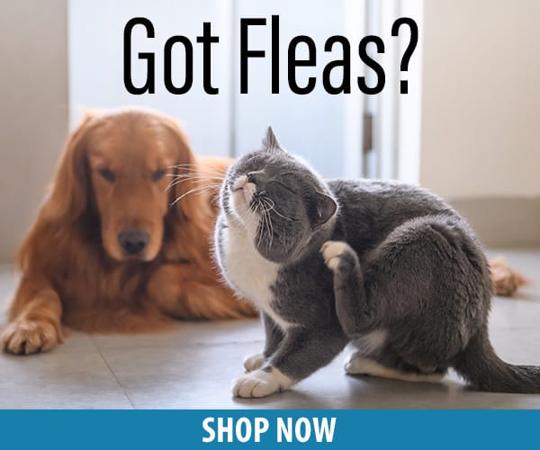 Got Fleas?