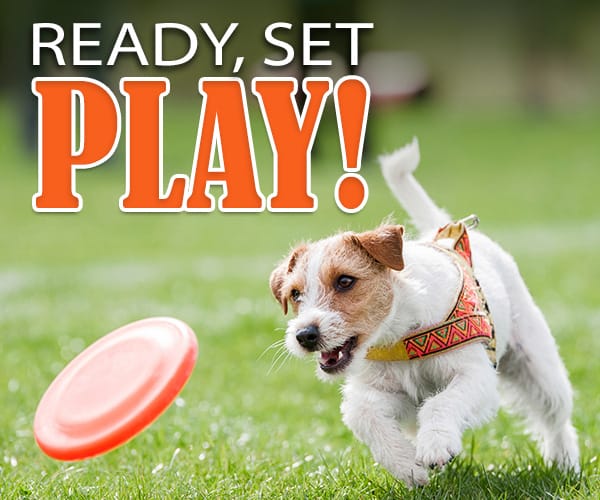 Ready, Set, Play!