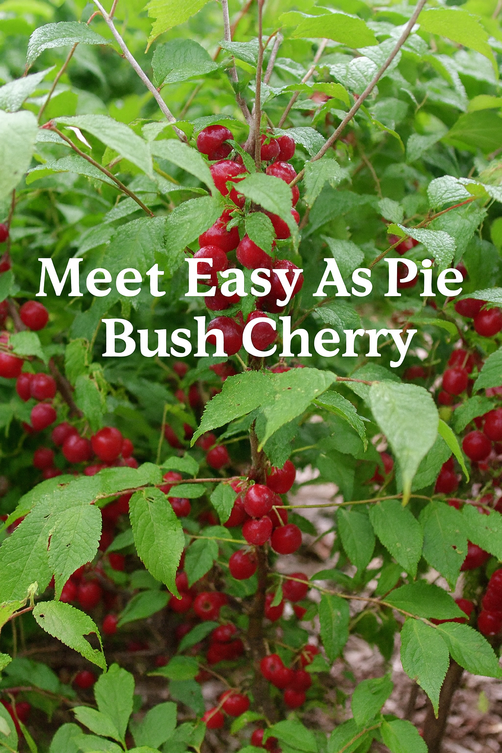 Easy as Pie Bush Cherry