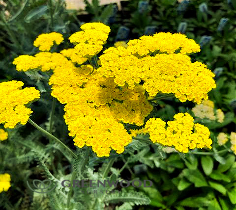 Yarrow - Fast Growing, Heat Loving Perennials