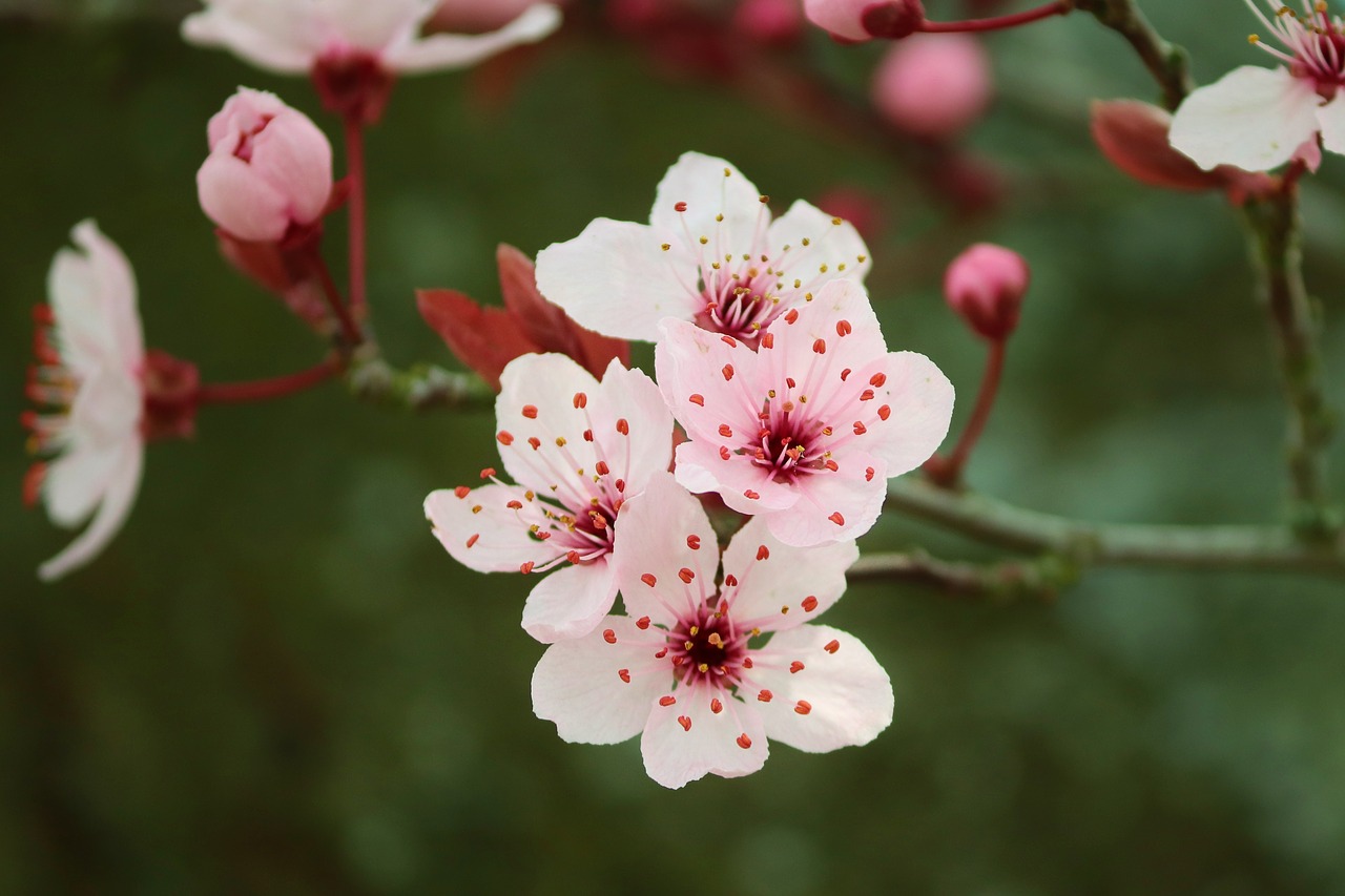 Shop Cherry Blossoms for Spring Flowers!