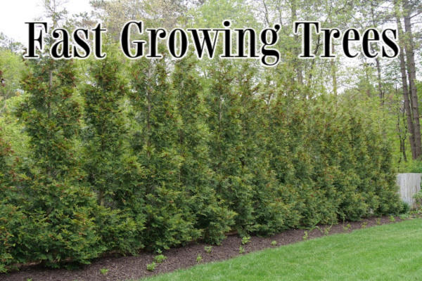 Fast Growing Trees