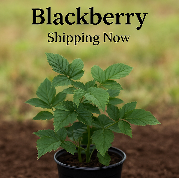 Blackberry Plants Shipping Now