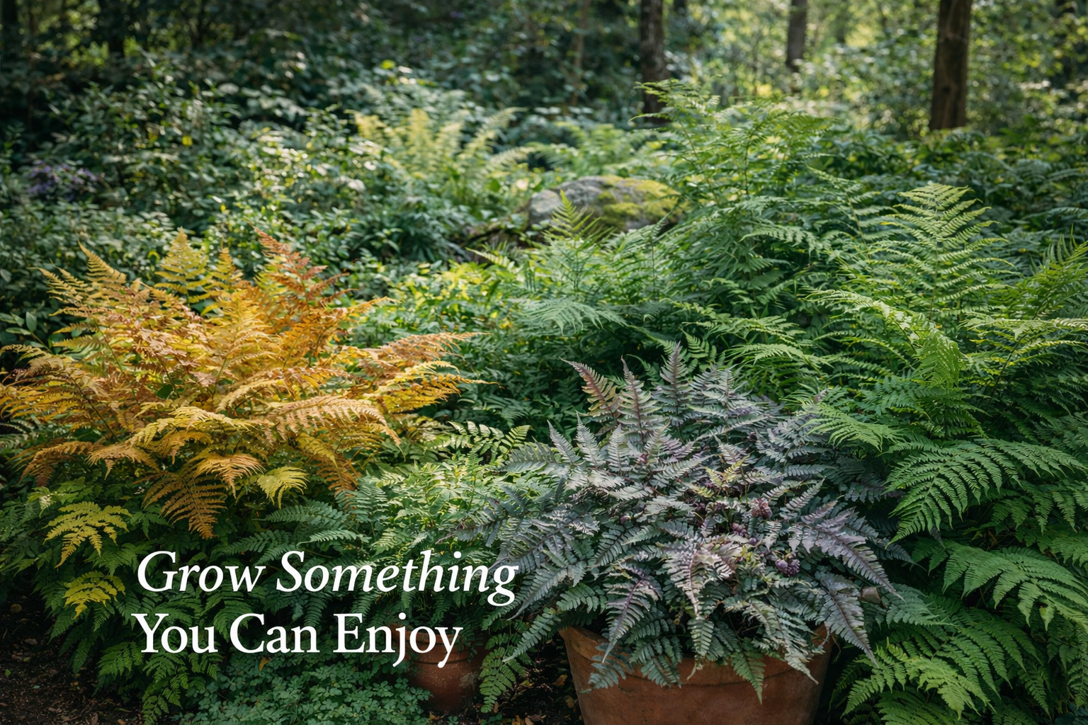 Shop Ferns
