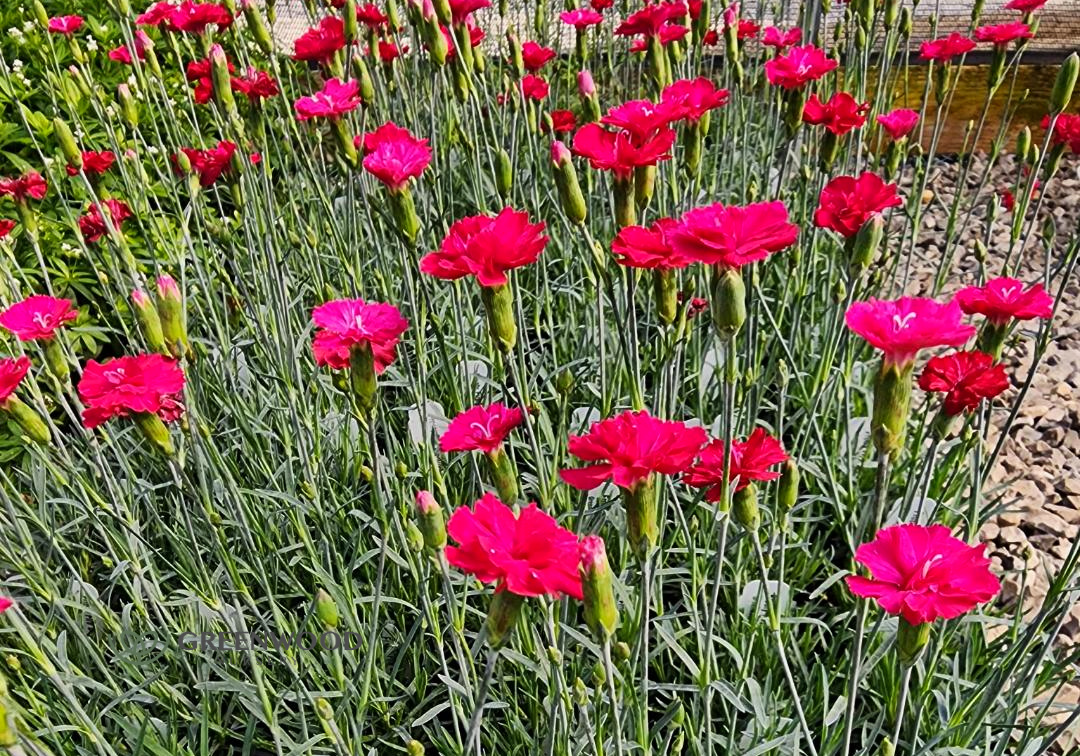 Evergreen Dianthus Perennials