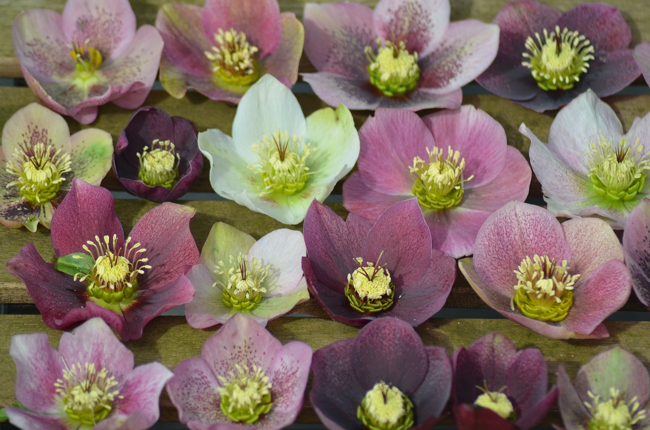 Shop Hellebores