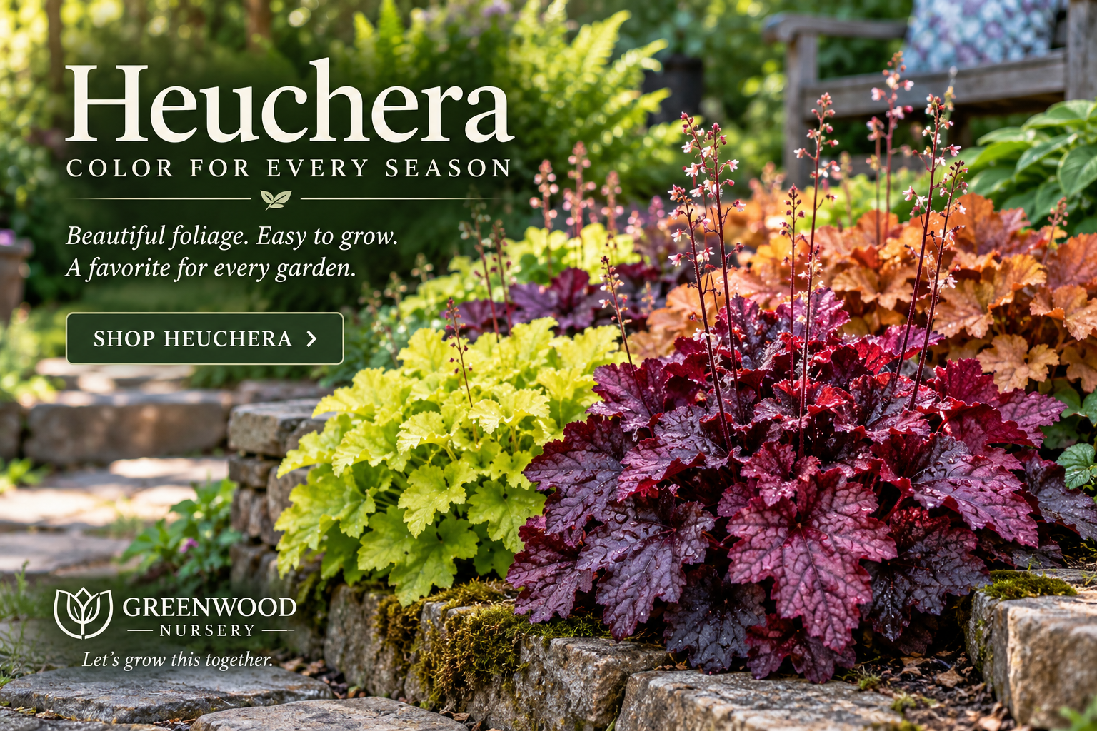 Shop Heuchera Varieties