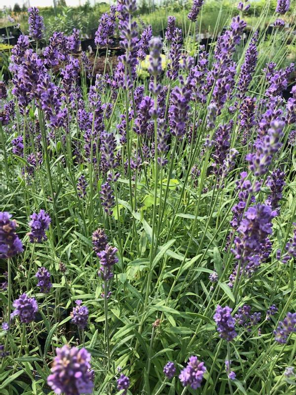 Check out our Lavender Plants