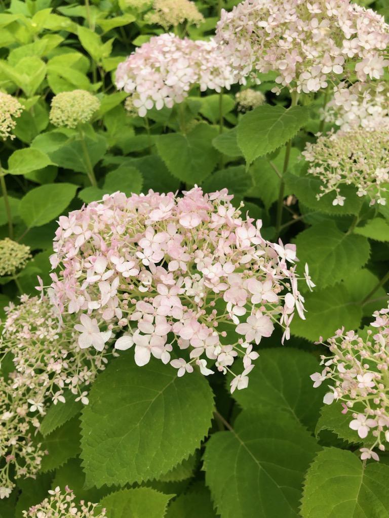 Shop Our Hydrangea Shrubs