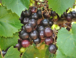 Shop Muscadine Plants
