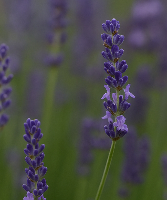 Shop Lavender Plants