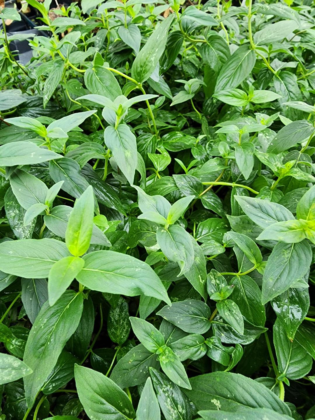 mountain mint native plant fall foliage
