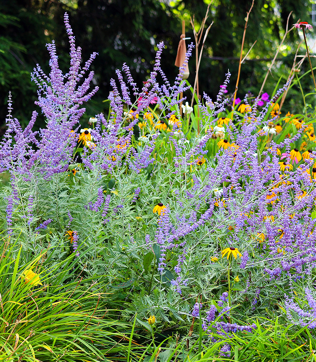 russian sage and blackeyed susan pairing