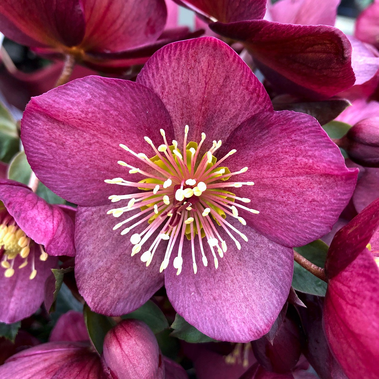 Shop Helleborus