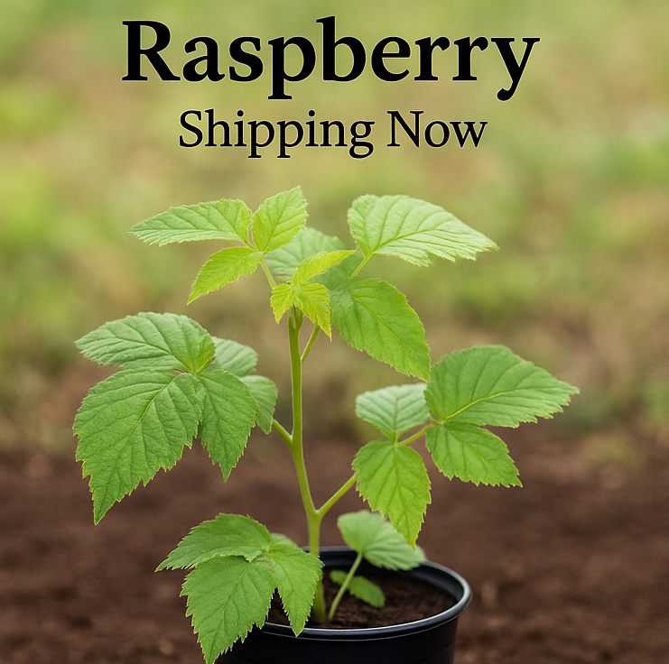 Raspberry Plants Shipping Now