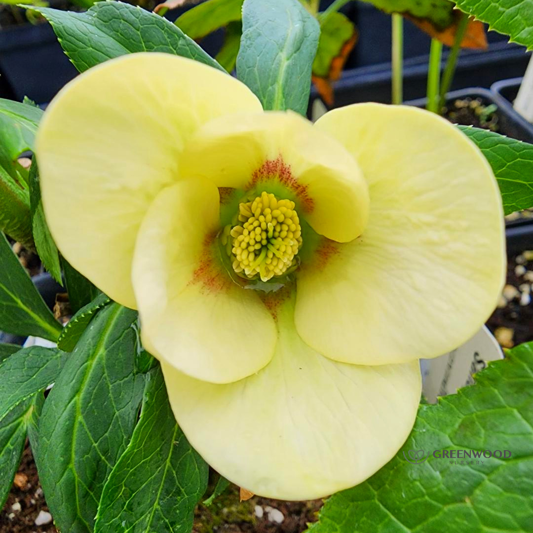 Shop Sandy Shores Hellebore