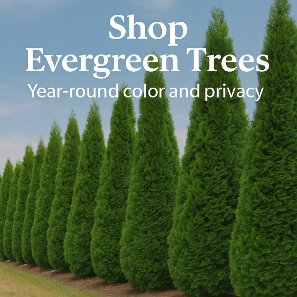 link to shopping our evergreen trees
