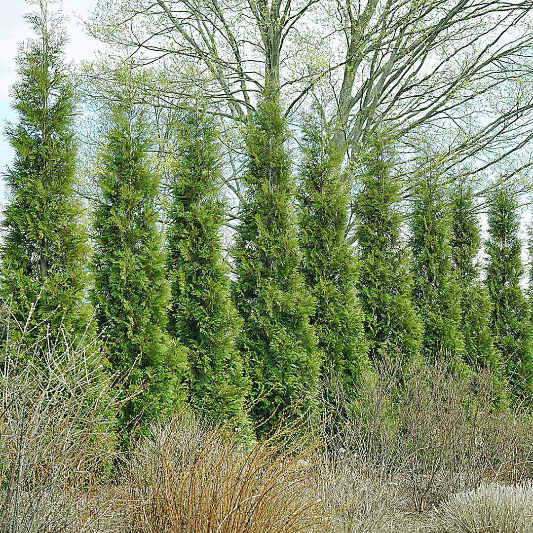 best evergreen trees for hedges 