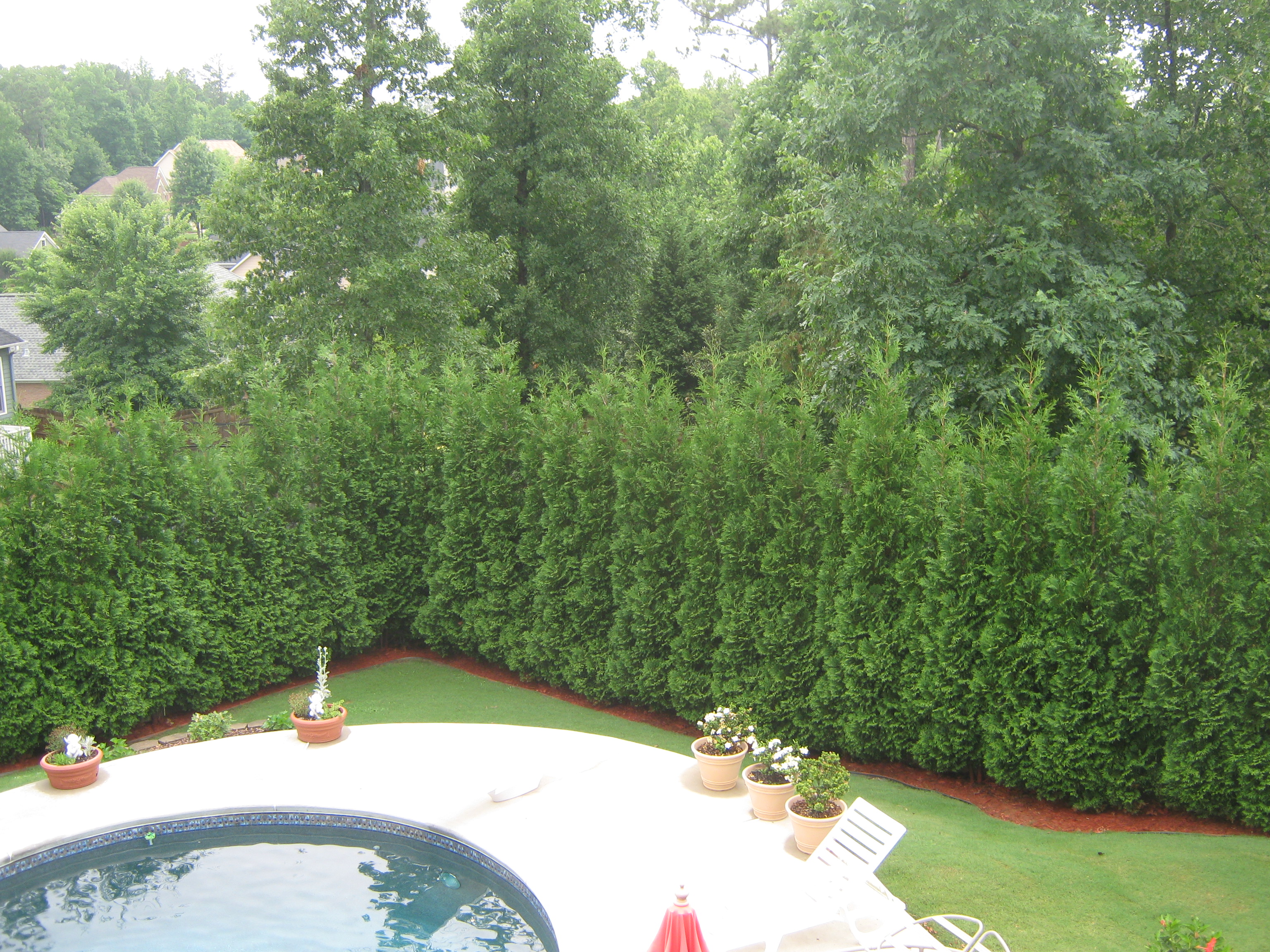 American Pillar Arborvitae Privacy Trees