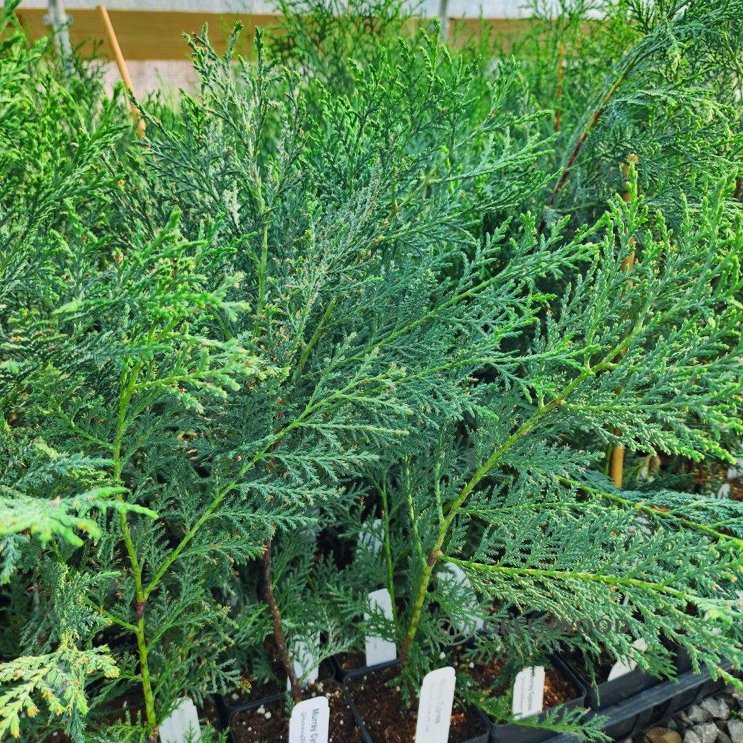 link to shop Murray Cypress