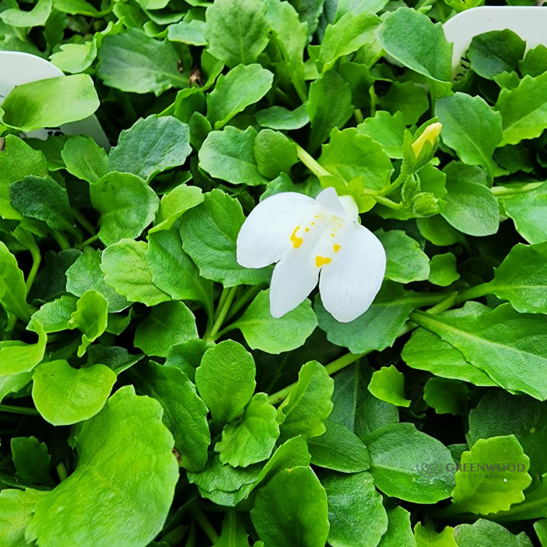 Shop Mazus Alba Groundcover Plants