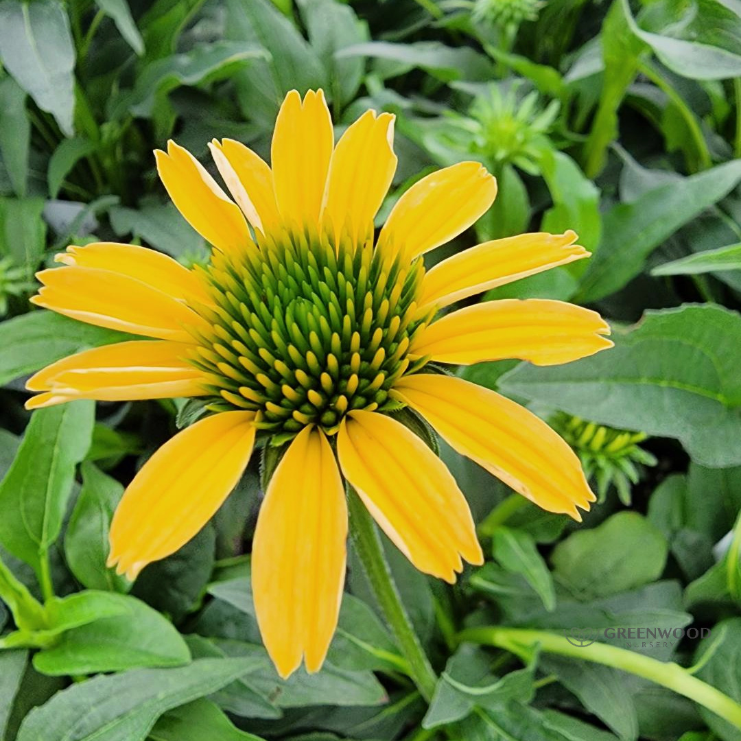 Shop Mellow Yellow Conflowers