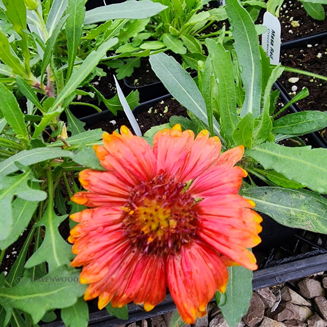 Mesa Red Gaillardia - Learn More
