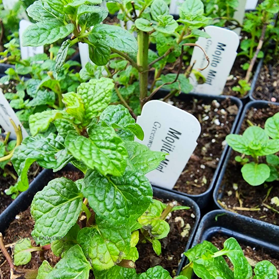 Mojito Mint - Learn More