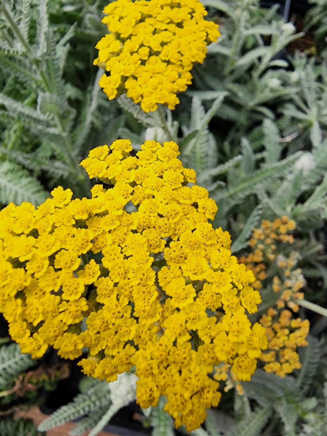 Shop our Colorful Yarrow Perennials