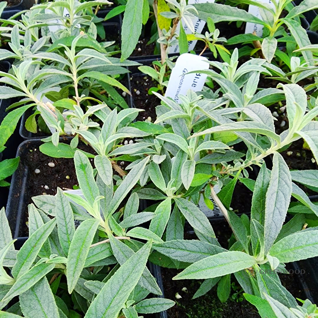Monarch Blue Buddleia - Learn More