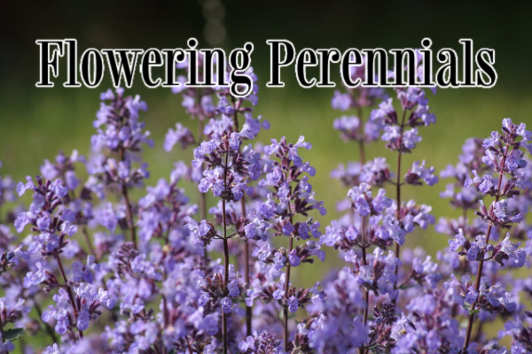 Flowering Perennial Plants