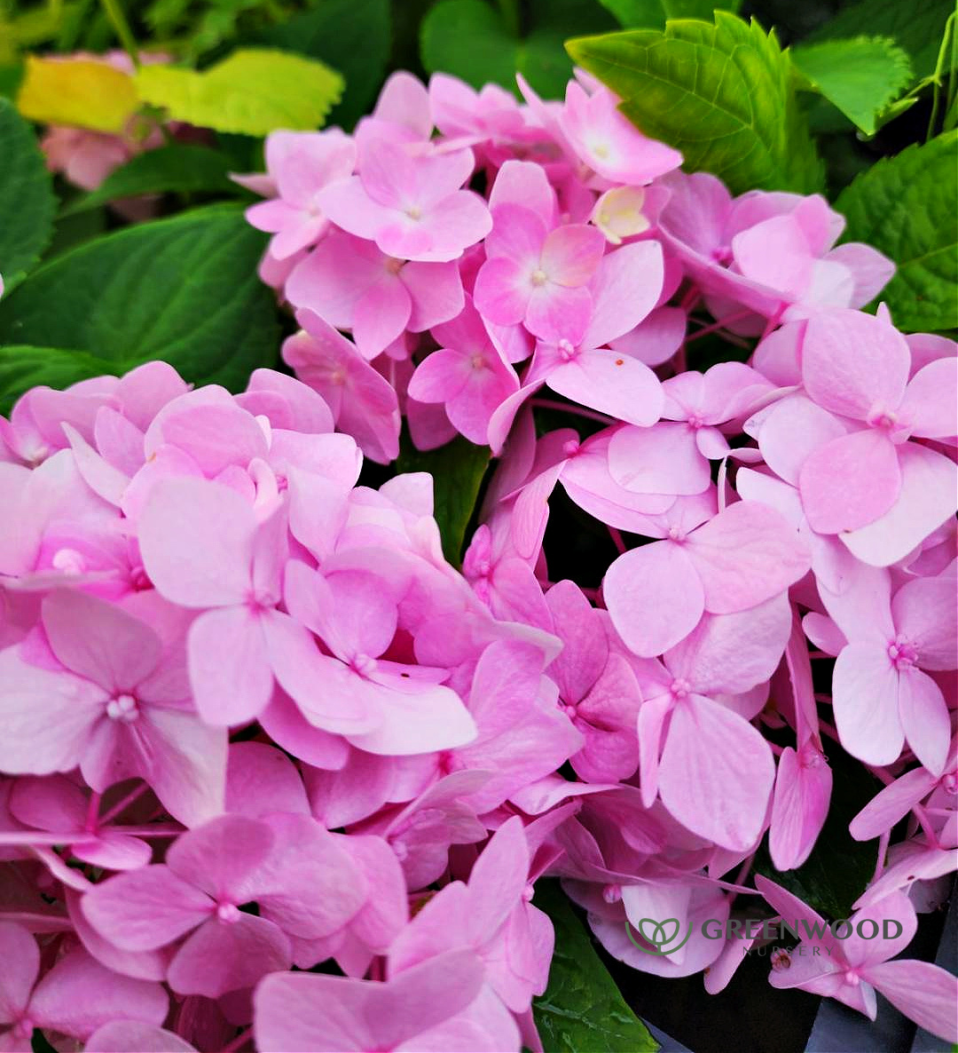 Shop Hydrangea Shrubs