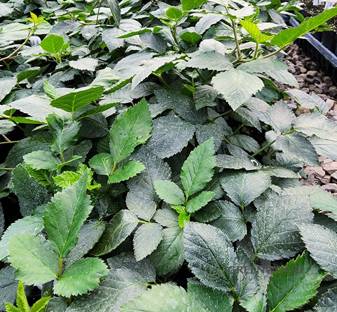 link to buy Ouachita Potted Blackberry Plants