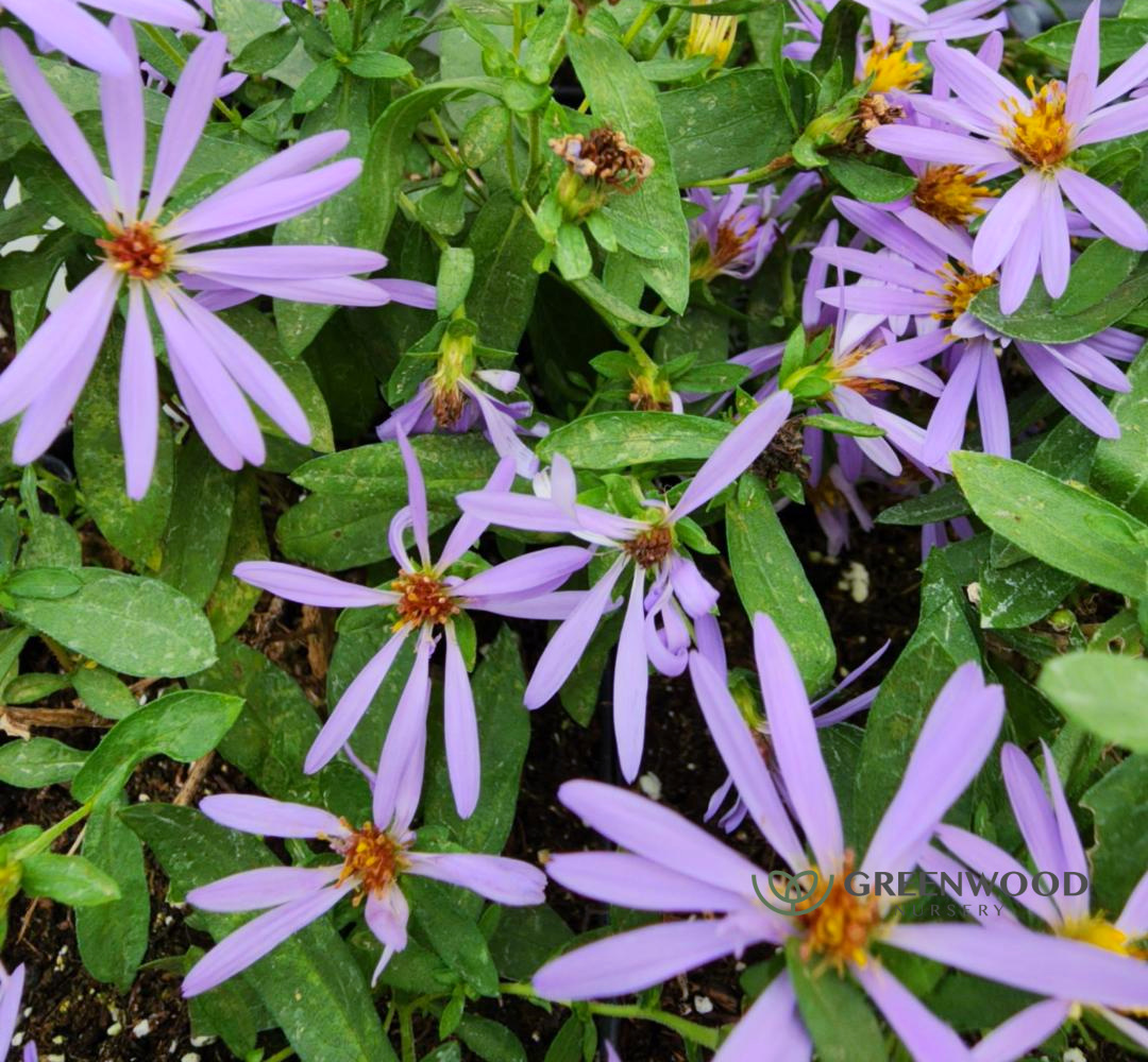 link to buy october skies aster plants
