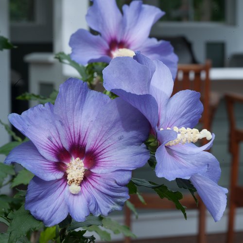 Shop Our Rose of Sharon Shrubs