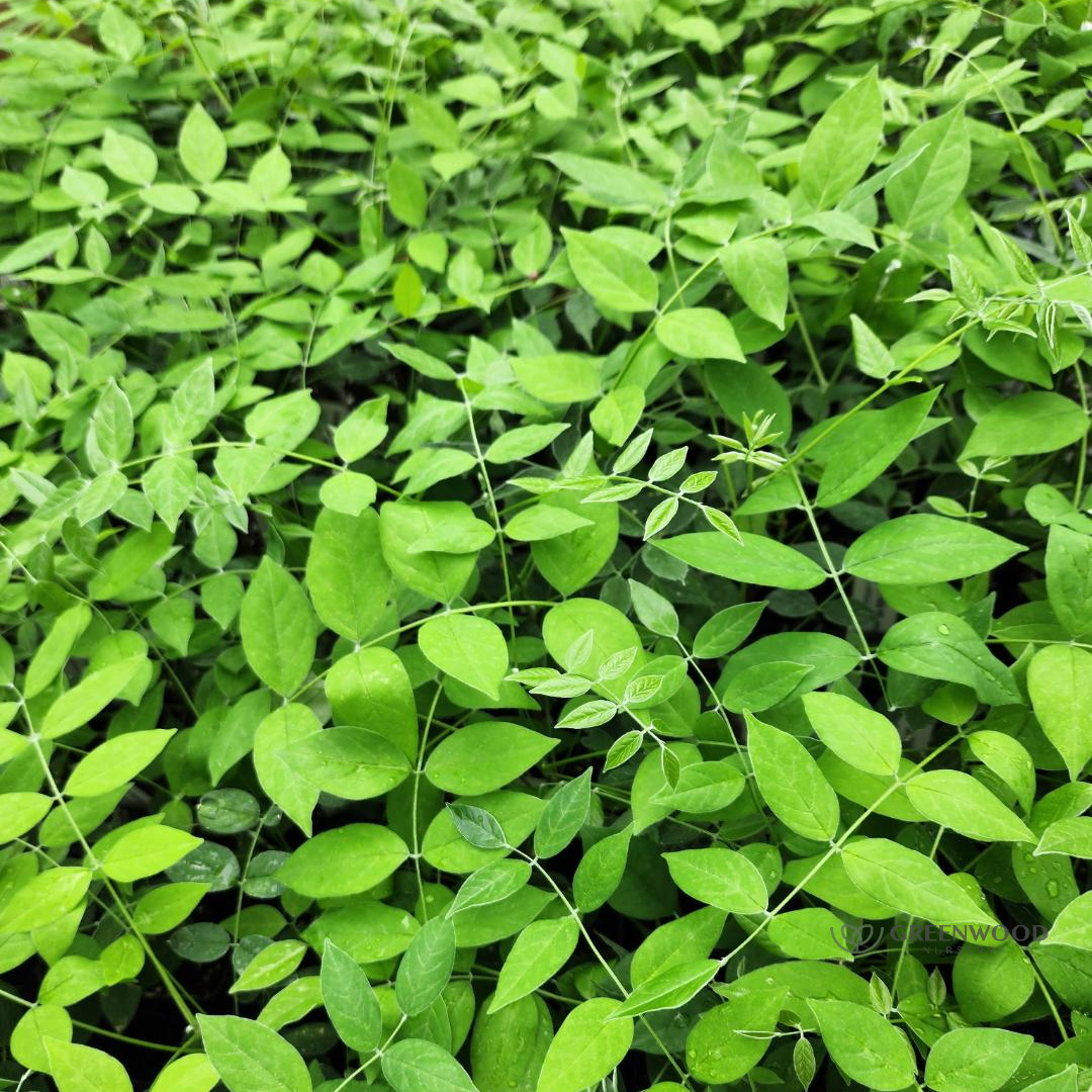 Shop Amethyst Falls Wisteria Vine