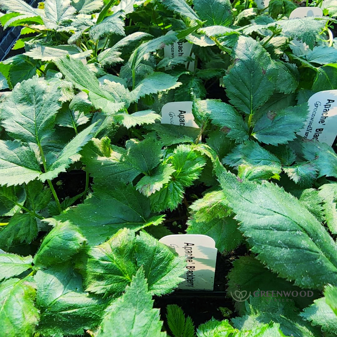 link to buy Apache Blackberry Potted Plants