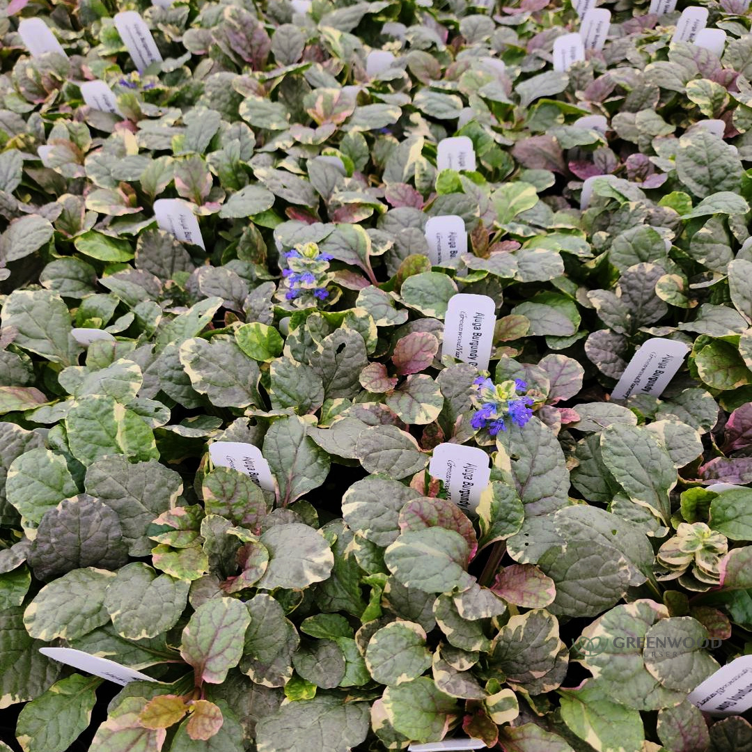 Shop Burgundy Glow Ajuga Groundcover