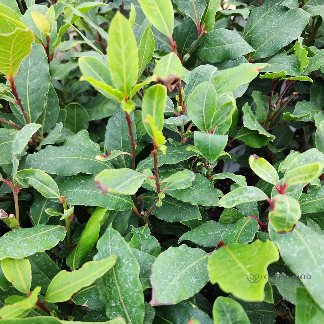 Bay Laurel - Learn More