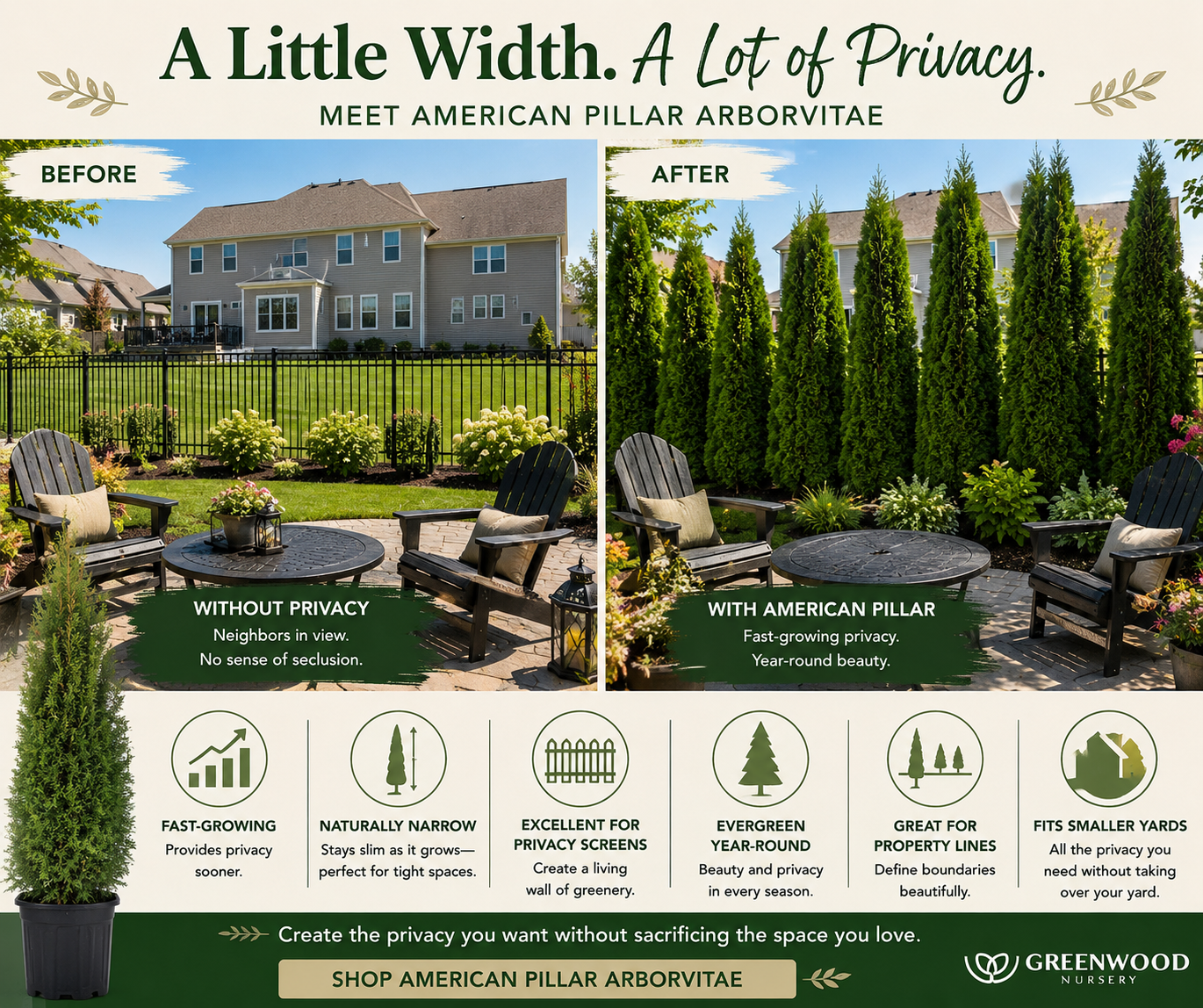 Shop American Pillar Arborvitae Natural Fence