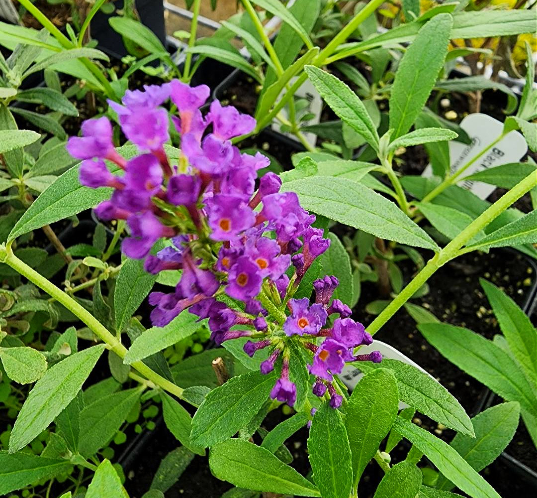 link to buy black knight butterfly bush plants 
