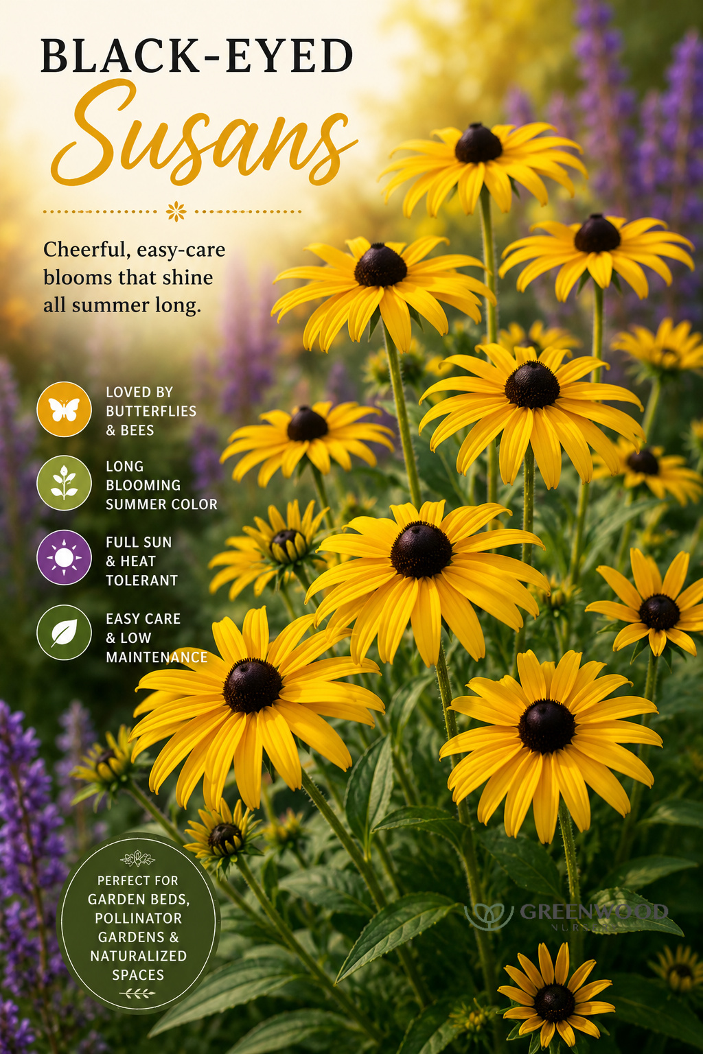 Blackeyed Susan Perennial Plants