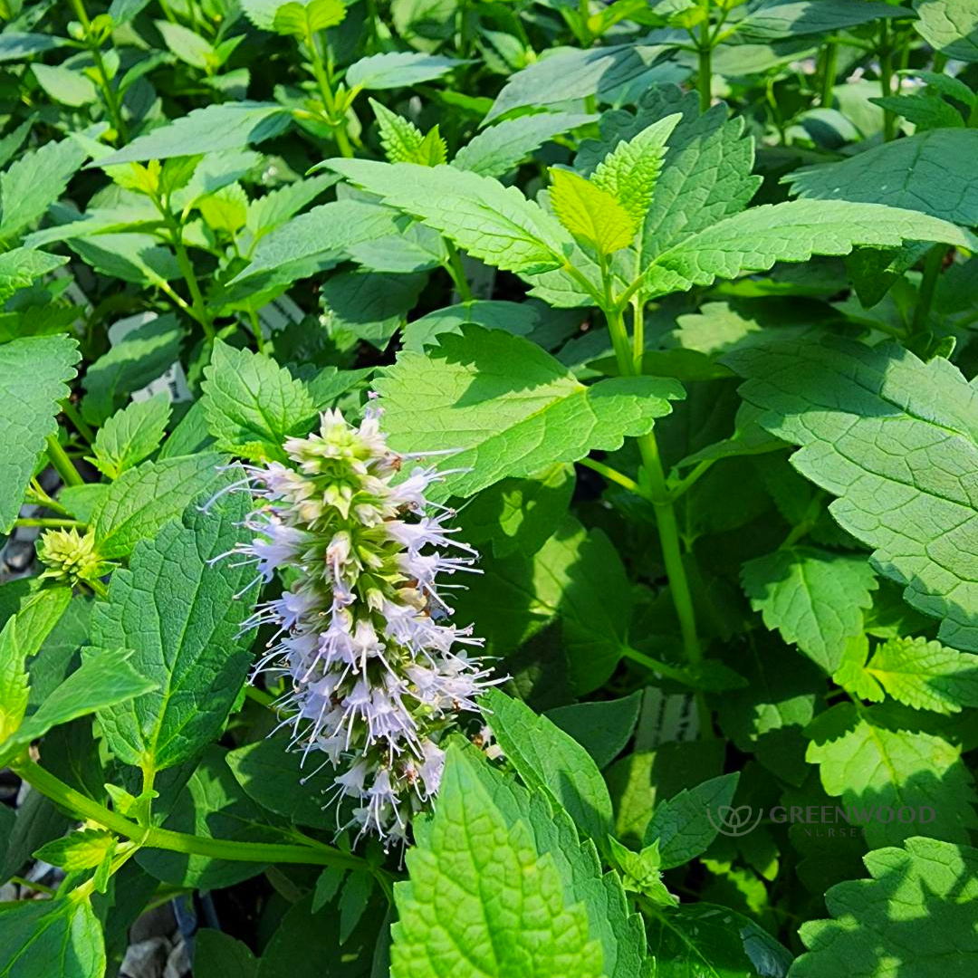 Shop  Blue Fortune Agasache Perennial
