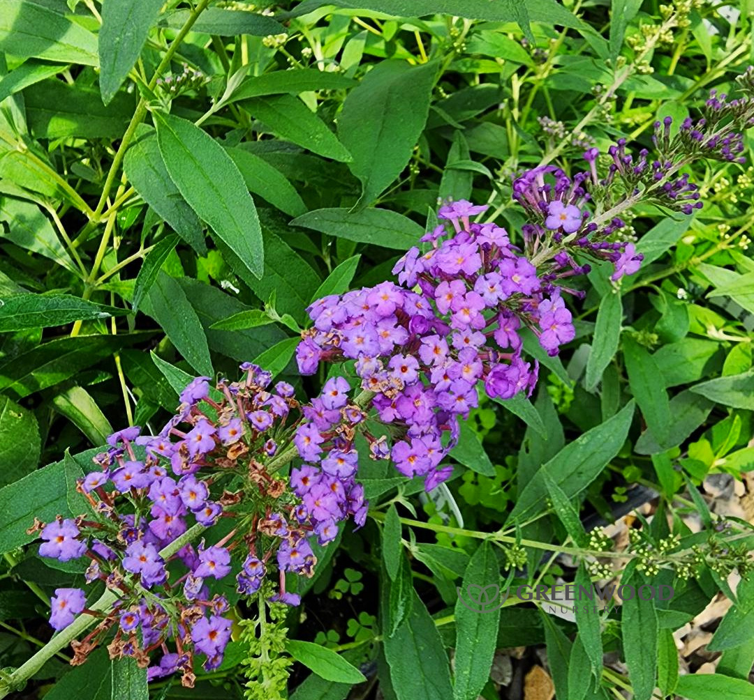 new flower on the blue knight butterfly bush