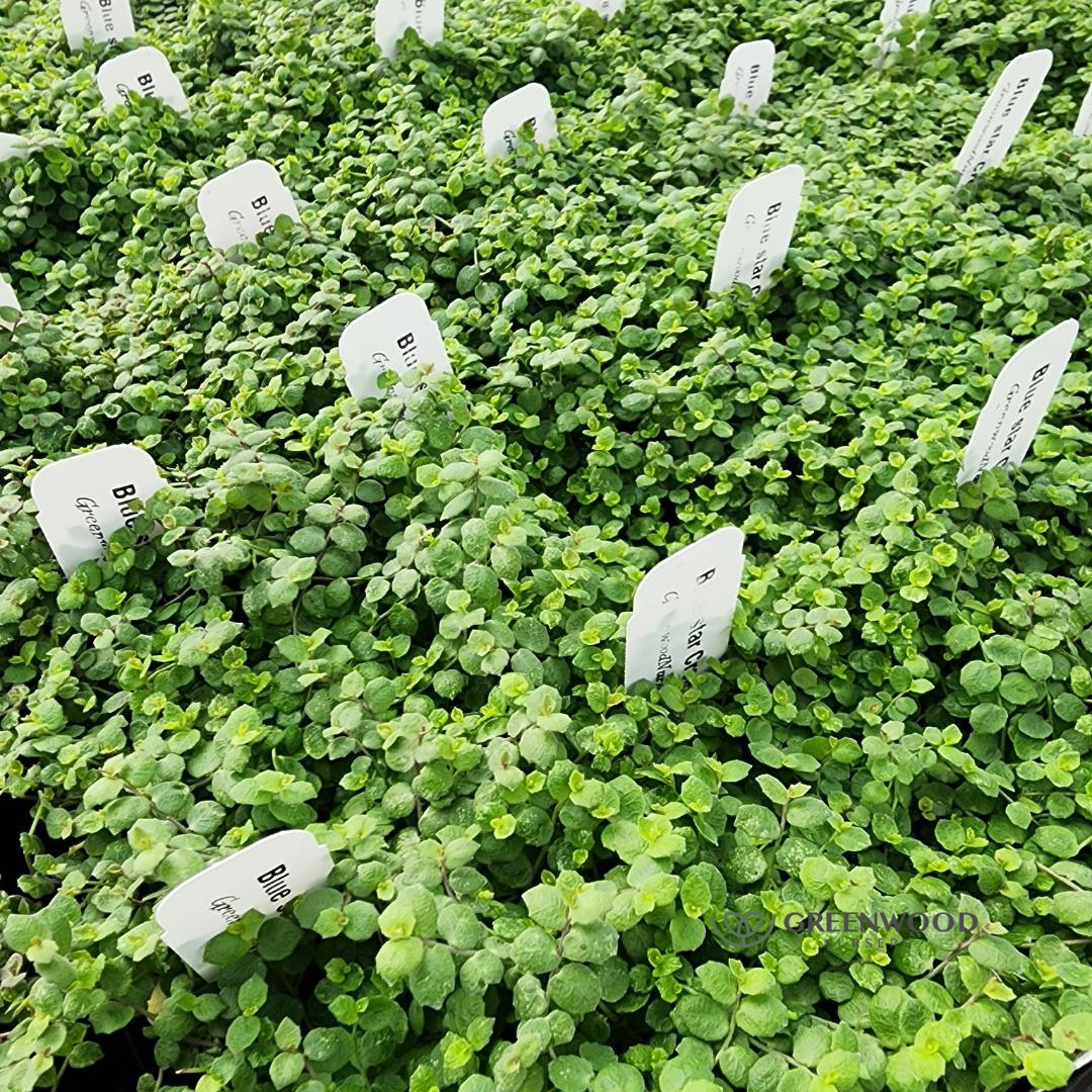 link to buy Blue Star Creeper