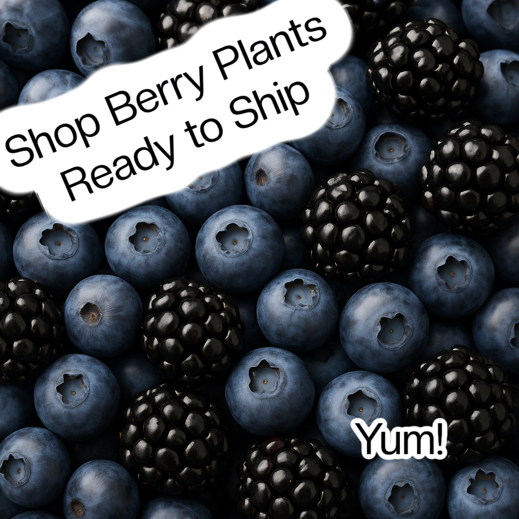 Fruiting Plants Ready to Ship - link goes to all fruiting plants