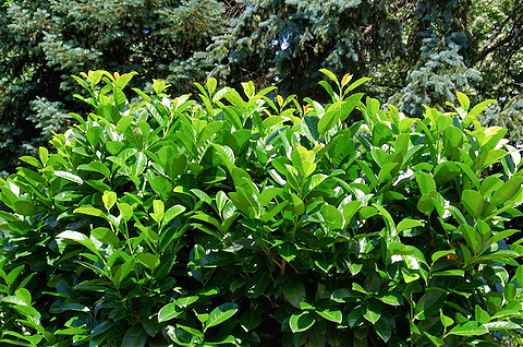 Shop Privacy Hedge Shrubs Ideas 