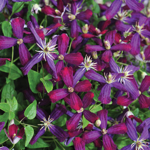 Shop our Colorful Clematis Flowering Vines
