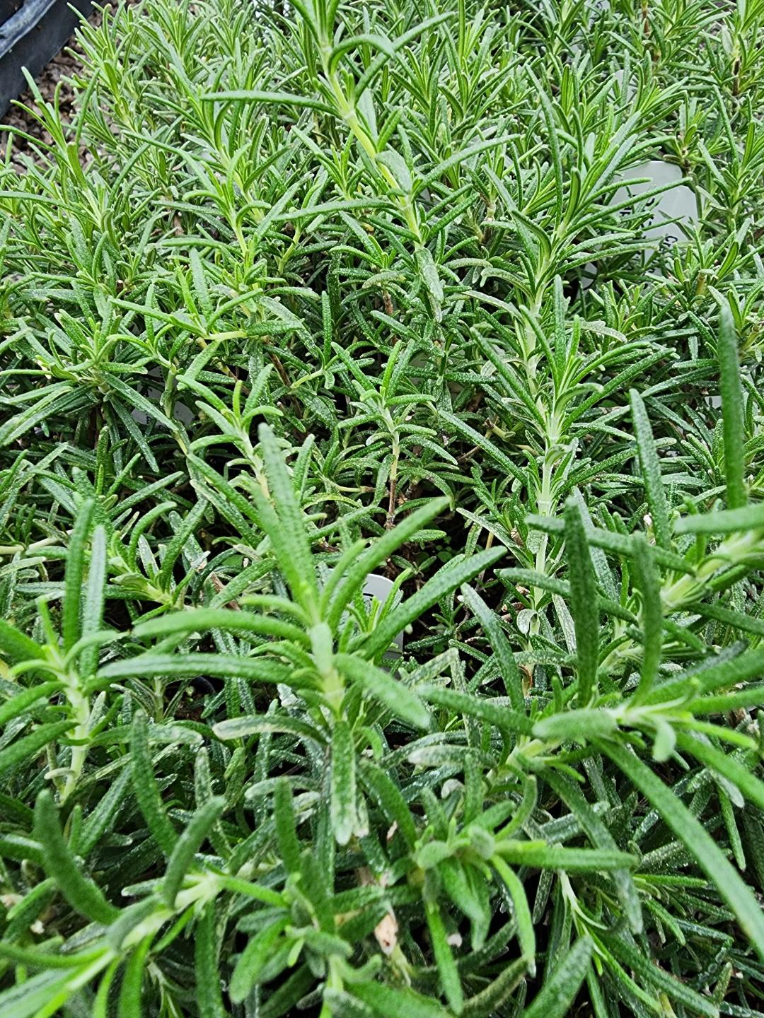 Creeping rosemary for fall 